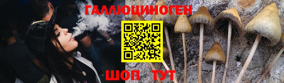 Псилоцибиновые грибы Psilocybe Осинники